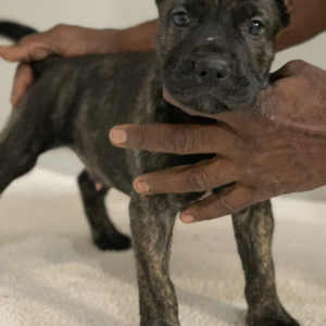 Kali – Female Presa Canario Puppy for Sale | AKC Registered, Vet Checked