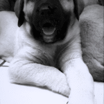 Khan – Male Kangal Puppy for Sale | AKC Registered, Vet Checked