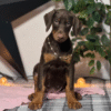 Kira – Female Doberman Pinscher Puppy for Sale | AKC Registered, Vet Checked