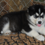 Kodiak – Male Alaskan Malamute Puppy for Sale | AKC Registered, Vet Checked