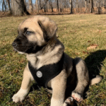 Leyla – Female Kangal Puppy for Sale | AKC Registered, Vet Checked