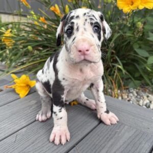 Lola – Female Great Dane Puppy for Sale | AKC Registered, Vet Checked