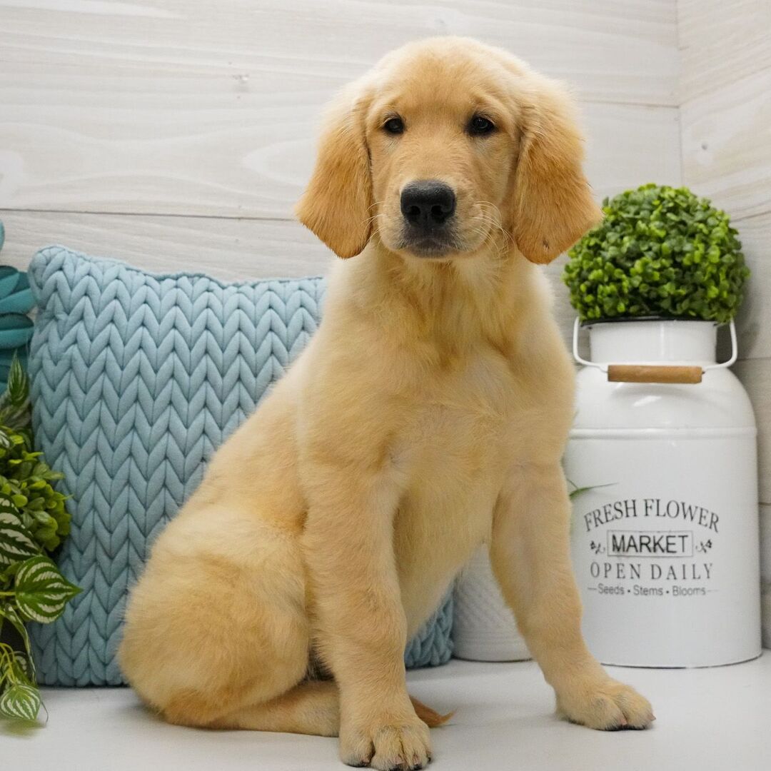 Luna – Female Golden Retriever Puppy for Sale | AKC Registered, Vet Checked