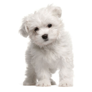 Maltipoo