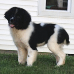 Marina – Female Newfoundland Puppy for Sale | AKC Registered, Vet Checked