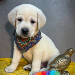 Maverick – Male Labrador Retriever Puppy for Sale | AKC Registered, Vet Checked