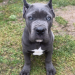 Maximus – Male Cane Corso Puppy for Sale | AKC Registered, Vet Checked