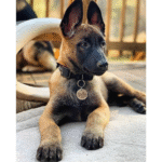 Mila – Female Belgian Malinois Puppy for Sale | AKC Registered, Vet Checked