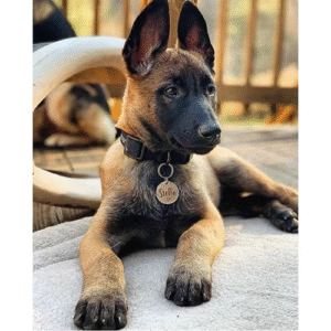 Mila – Female Belgian Malinois Puppy for Sale | AKC Registered, Vet Checked