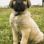Mira – Female Kangal Puppy for Sale | AKC Registered, Vet Checked