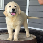 Molly – Female Golden Retriever Puppy for Sale | AKC Registered, Vet Checked
