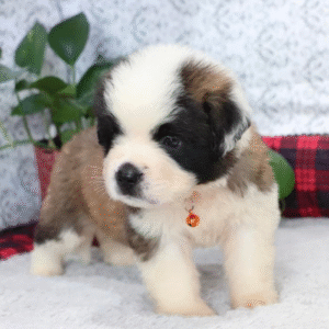Monty – Male Saint Bernard Puppy for Sale | AKC Registered, Vet Checked