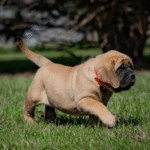 Nala – Female Mastiff Puppy for Sale | AKC Registered, Vet Checked