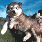 Naya – Female Alaskan Malamute Puppy for Sale | AKC Registered, Vet Checked