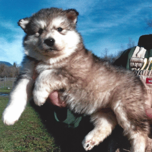 Naya – Female Alaskan Malamute Puppy for Sale | AKC Registered, Vet Checked