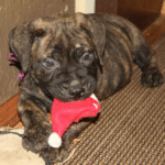 Nova – Female Bullmastiff Puppy for Sale | AKC Registered, Vet Checked