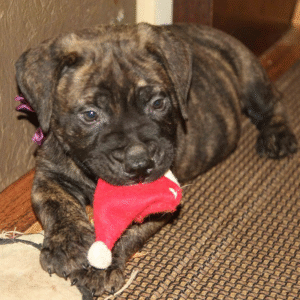 Nova – Female Bullmastiff Puppy for Sale | AKC Registered, Vet Checked