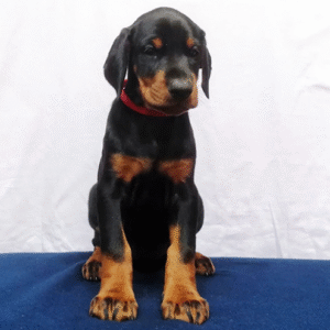 Nyx – Female Doberman Pinscher Puppy for Sale | AKC Registered, Vet Checked
