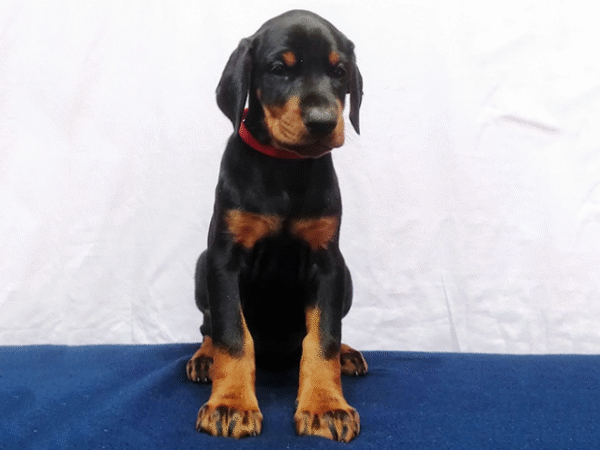 Nyx – Female Doberman Pinscher Puppy for Sale | AKC Registered, Vet Checked
