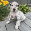 Odin – Male Great Dane Puppy for Sale | AKC Registered, Vet Checked