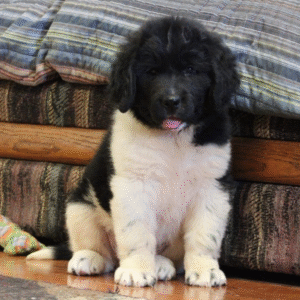 Pearl – Female Newfoundland Puppy for Sale | AKC Registered, Vet Checked