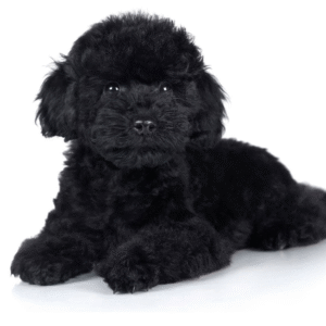 Poodle