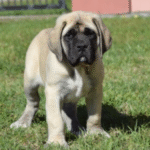 Queenie – Female Mastiff Puppy for Sale | AKC Registered, Vet Checked