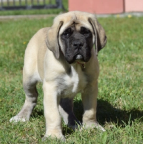 Queenie – Female Mastiff Puppy for Sale | AKC Registered, Vet Checked
