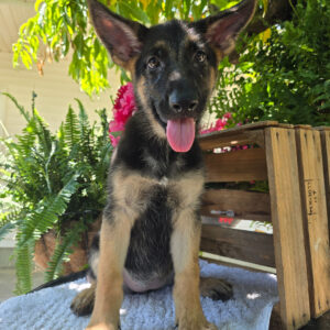 Ranger – Male German Shepherd Puppy for Sale | AKC Registered, Vet Checked