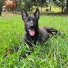 Raven – Female German Shepherd Puppy for Sale | AKC Registered, Vet Checked