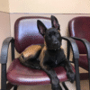 Rex – Male Belgian Malinois Puppy for Sale | AKC Registered, Vet Checked