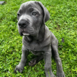 Rocco – Male Cane Corso Puppy for Sale | AKC Registered, Vet Checked