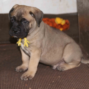 Roxy – Female Bullmastiff Puppy for Sale | AKC Registered, Vet Checked