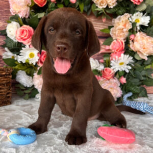 Ruby – Female Labrador Retriever Puppy for Sale | AKC Registered, Vet Checked