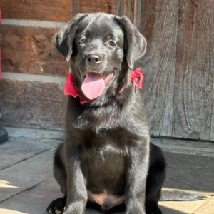 Sadie – Female Labrador Retriever Puppy for Sale | AKC Registered, Vet Checked