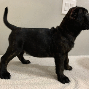Sarge – Male Presa Canario Puppy for Sale | AKC Registered, Vet Checked