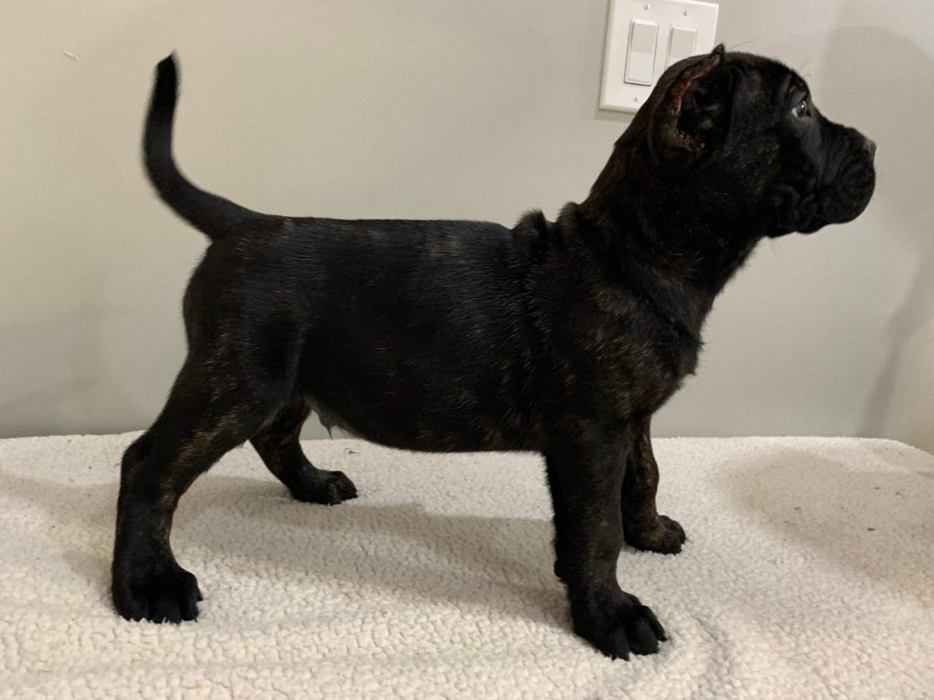 Sarge – Male Presa Canario Puppy for Sale | AKC Registered, Vet Checked