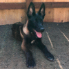 Shadow – Male Belgian Malinois Puppy for Sale | AKC Registered, Vet Checked