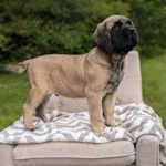 Stella – Female Mastiff Puppy for Sale | AKC Registered, Vet Checked