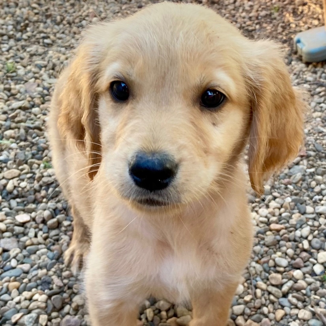 Sunny – Male Golden Retriever Puppy for Sale | AKC Registered, Vet Checked
