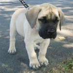 Thor – Male Mastiff Puppy for Sale | AKC Registered, Vet Checked