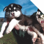Timber – Male Alaskan Malamute Puppy for Sale | AKC Registered, Vet Checked