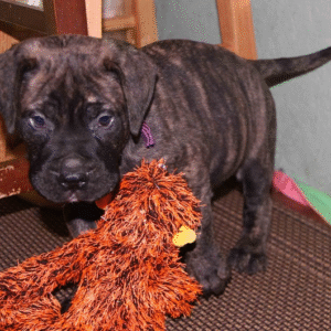 Titan – Male Bullmastiff Puppy for Sale | AKC Registered, Vet Checked