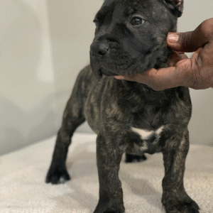 Vida – Female Presa Canario Puppy for Sale | AKC Registered, Vet Checked