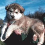 Willow – Female Alaskan Malamute Puppy for Sale | AKC Registered, Vet Checked