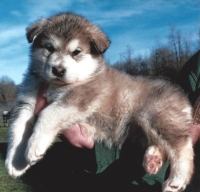 Willow – Female Alaskan Malamute Puppy for Sale | AKC Registered, Vet Checked