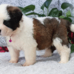 Yukon – Male Saint Bernard Puppy for Sale | AKC Registered, Vet Checked