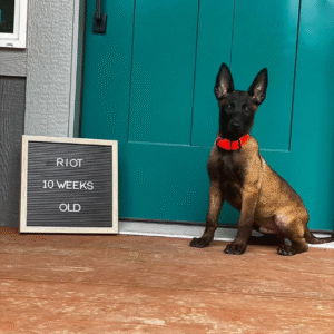 Zara – Female Belgian Malinois Puppy for Sale | AKC Registered, Vet Checked