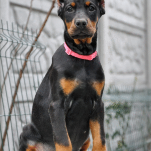 Zeus – Male Doberman Pinscher Puppy for Sale | AKC Registered, Vet Checked