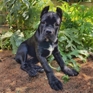 Zira – Female Cane Corso Puppy for Sale | AKC Registered, Vet Checked